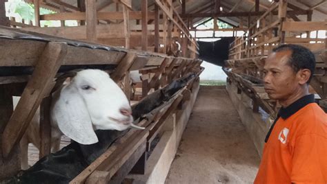 Ternak Kambing 100 Ekor Kabar Sekitar