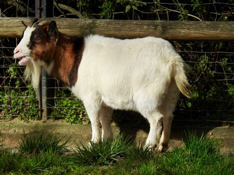 African Pygmy Goat | SIMILAR BUT DIFFERENT IN THE ANIMAL KINGDOM