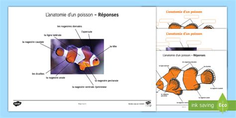 Sch Ma Compl Ter Anatomie D Un Poisson Teacher Made