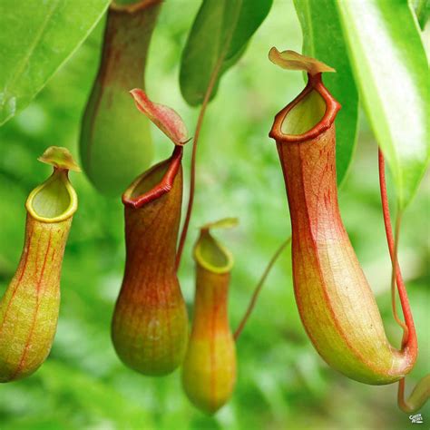 Tropical Pitcher Plant — Green Acres Nursery & Supply