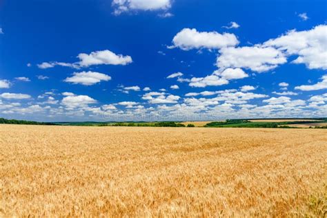 Campo De Trigo Amarillo Maduro Bajo Cielo Azul Y Nubes Foto De Archivo