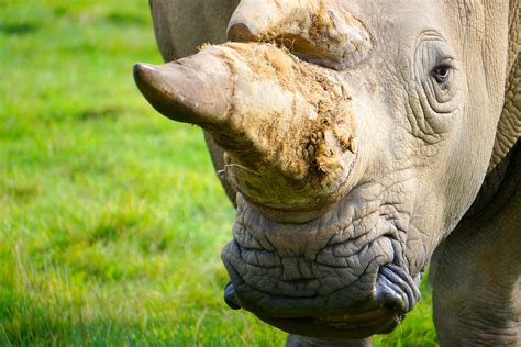 South Africa's first online rhino horn auction ends in risky impasse ...