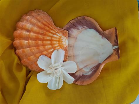 CONCH ART | Shell art, Festive gifts, Art essentials