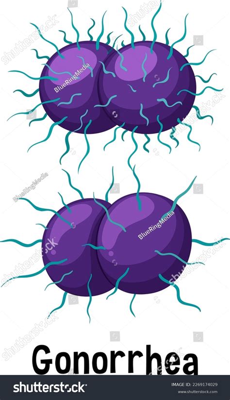 Gonorrhea Bacteria Structure