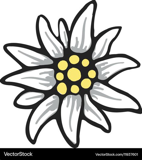 Edelweiss flower symbol alpinism alps germany logo