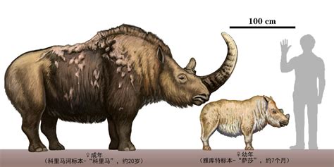 Woolly Rhino Size