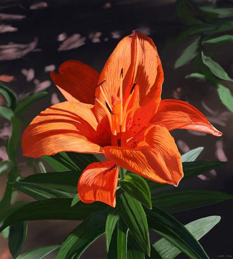 Tiger Lily Painting at PaintingValley.com | Explore collection of Tiger