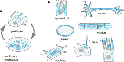 Microtubules In A Cell Diagram