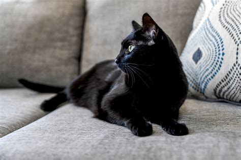 11 Pawsitively Fascinating Facts About Black Cats Atelier Yuwaciaojp