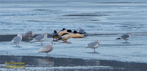 Ölfusá River in winter | ORNOSK – birds, landscape, weather