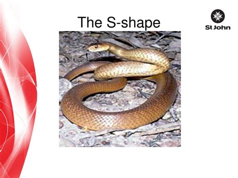 Snakebite. - ppt download