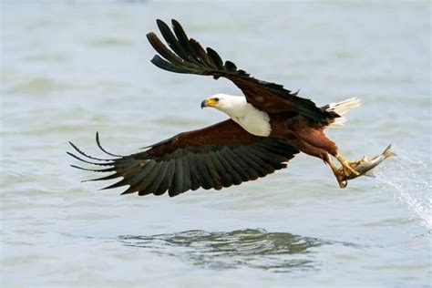 African Fish Eagle Bird Facts Haliaeetus Vocifer A Z Animals