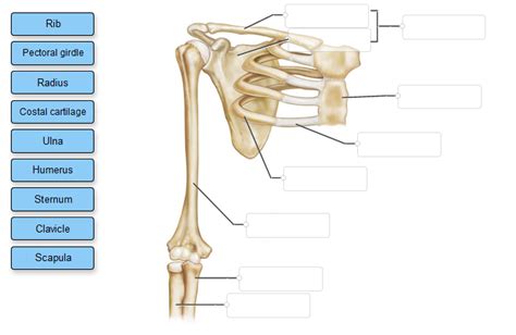 Solved Select The Bones Of The Pectoral Girdle Of The Right Chegg