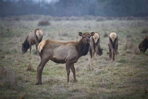 Bull Moose Photos, Download The BEST Free Bull Moose Stock Photos & HD Images