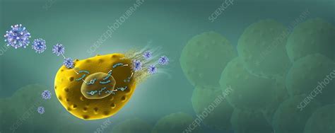 Influenza Virus Life Cycle Animation