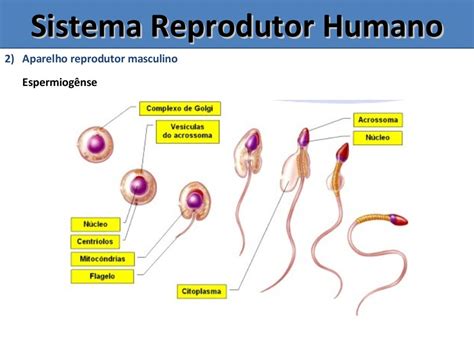 Resumo Do Sistema Reprodutor Feminino E Masculino