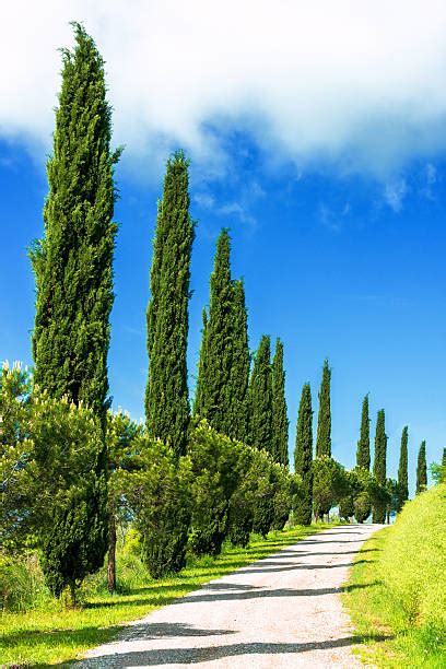 Italian Cypress Stock Photos Pictures And Royalty Free Images Istock