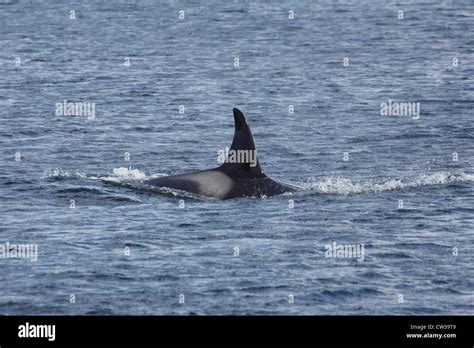 Killer Whale Orcinus Orca Off Mousa Rspb Reserve Shetland Islands