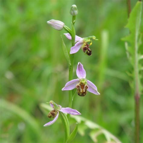 Ophrys Apifera Bee Orchid Phytesia