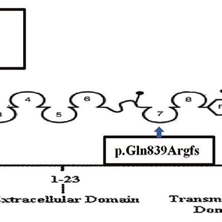 Localization of the detected variants in nephrin protein | Download Scientific Diagram