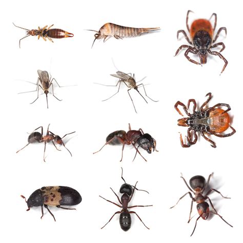 Crawling Insects Exterminator Service Brampton Vpc