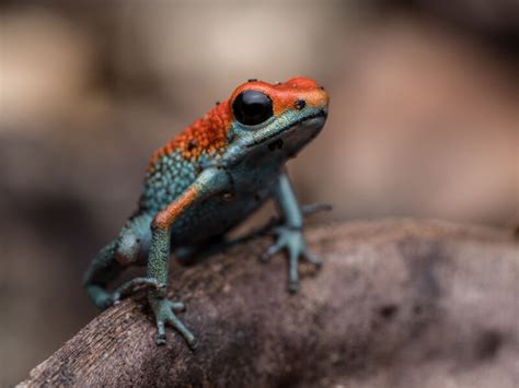 Mysteries of the poisonous amphibians | Ars Technica