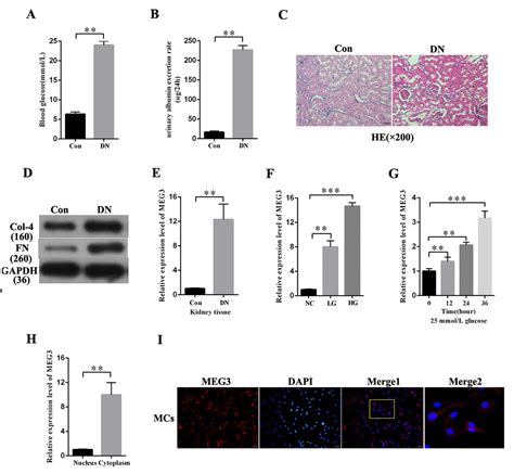 Long Non Coding RNA MEG3 Promotes Fibrosis And Inflammatory Response In