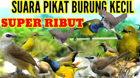 Suara Pikat Semua Jenis Burung Kecil Paling Ampuh Ribut Menjerit