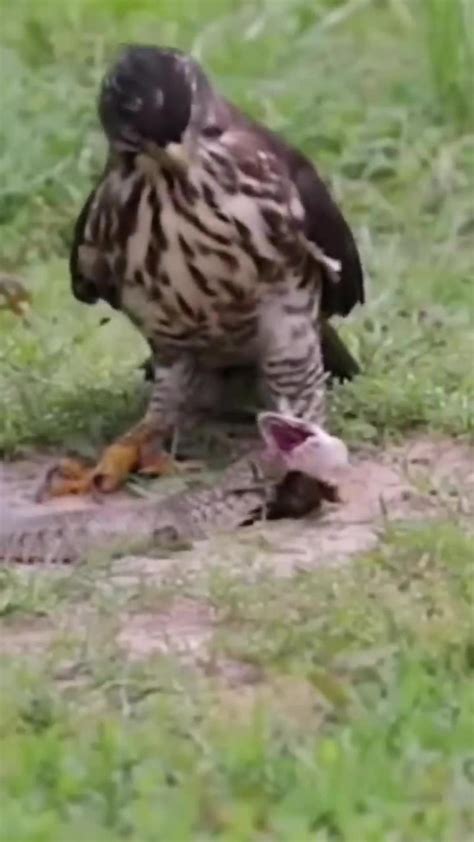 Eagle vs Snake - One News Page VIDEO