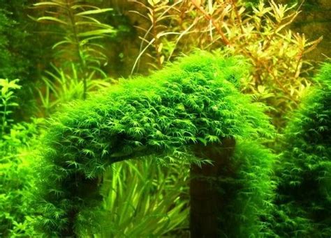 Плавучие растения в аквариуме фото и названия
