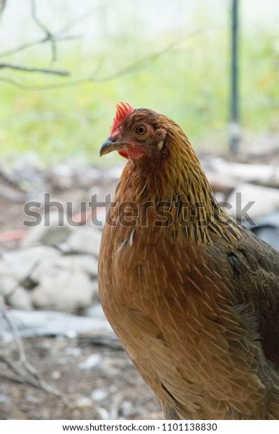 Portrait Brown Leghorn Hen Stock Photo (Edit Now) 1101138830