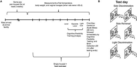Frontiers Sex Differences In Cognitive Flexibility Are Driven By The