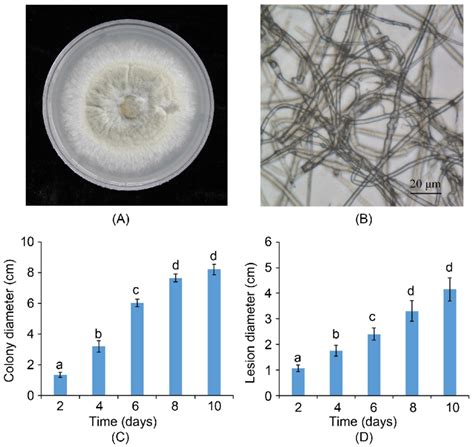 Phenotype And Growth Dynamic Of Botrytis Cinerea A Colonial Download Scientific Diagram