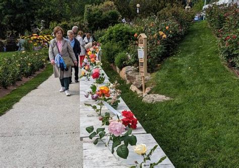 A Induno Olona Una Bella Domenica Con La Festa Delle Rose Che Torna