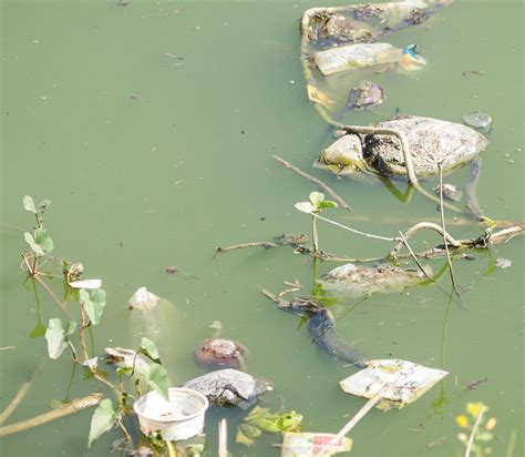 Water pollution in a pond - Free Image by @shuvo_photography on