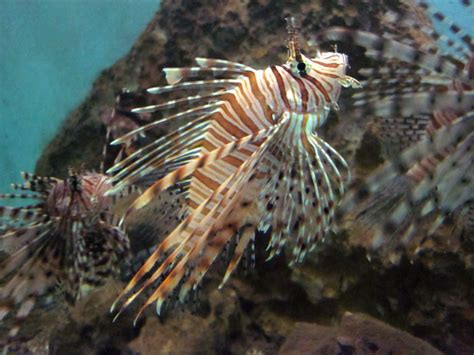 Red Lionfish Free Stock Photo - Public Domain Pictures