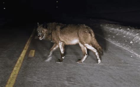 Yellowstone Visitor Captures Viral Footage Of Massive Black Wolf Wandering Through The Night