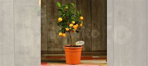 Каламондин 60/17 купить в Москве | Товары для дома и дачи | Авито