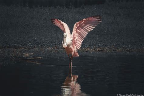 A Roseate Spoonbill Wading Through Shallow Water Starting To Extend Its