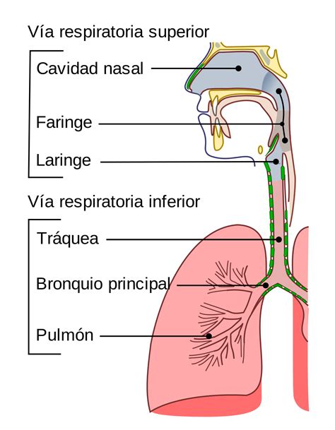 35 Sistema Respiratorio Mapa Conceptual Del Aparato Respiratorio Png