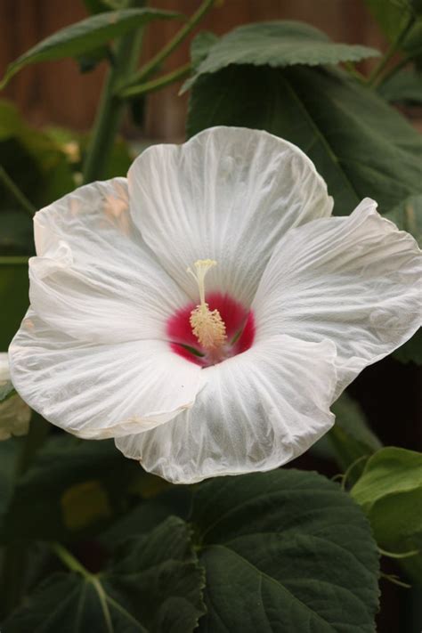 White Hardy Dinner Plate Hibiscus Perennial By Triplemcraftsshop