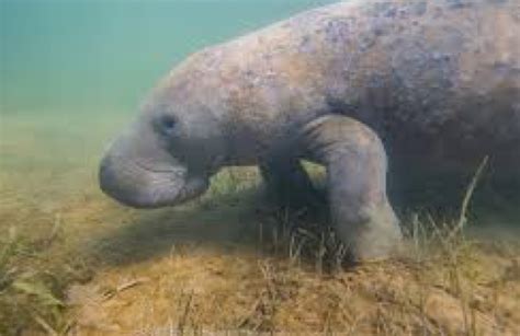 MANATEES … part 1 – Nutty About Nature