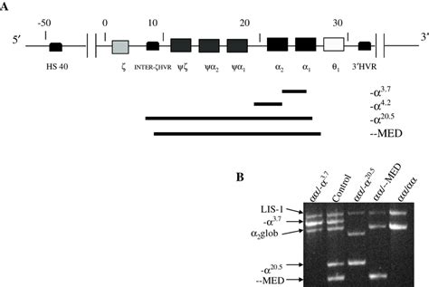 A Schematic Representation Of The Globin Gene Cluster And Of The