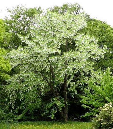 dove tree davidia involucrata pocket handkerchief tree