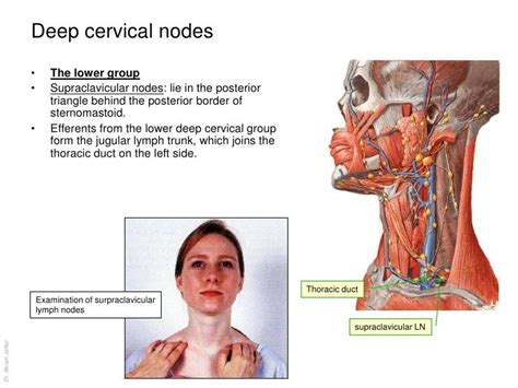 Swollen Supraclavicular Lymph Nodes Left Side Makernery