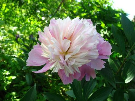 Пион Сорбет (Paeonia Sorbet): описание, посадка, уход и выращивание