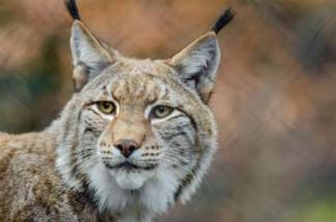 What Do Bobcats Eat? [Bobcat Diet List] | Pest Riddance