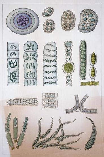 structure  blue green algae cyanophytes  cyanobacteria giclee