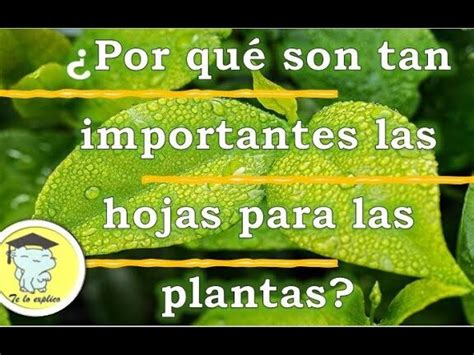 La Importancia De Las Hojas Y Flores En El Cuidado De Tus Plantas