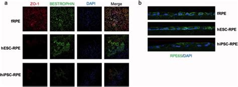 Full Article Differentiation And Maturation Effect Of All Trans